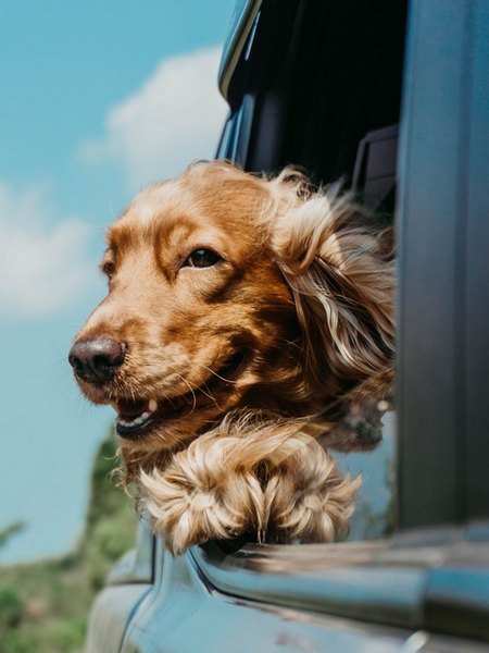 Dog friendly hotel