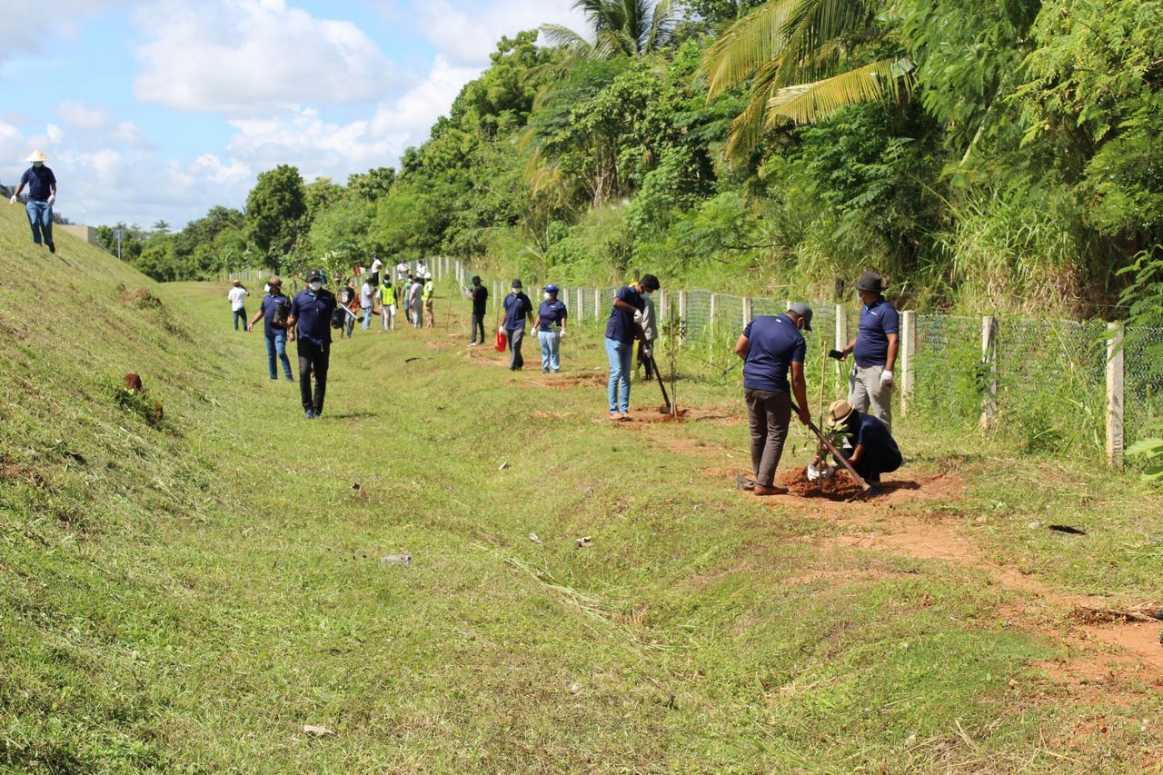 Tree Planting Campaign 2