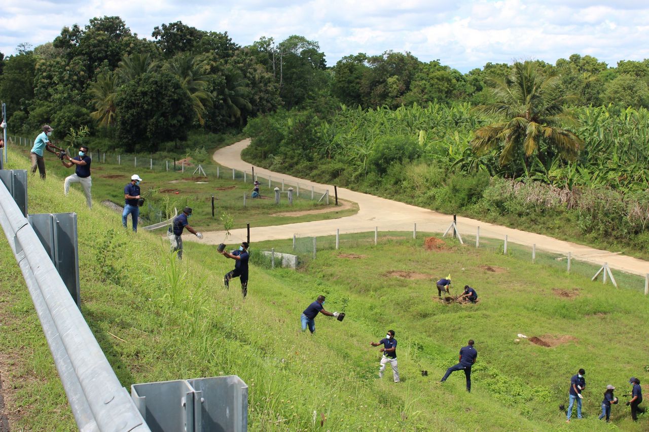 Tree Planting Campaign 3