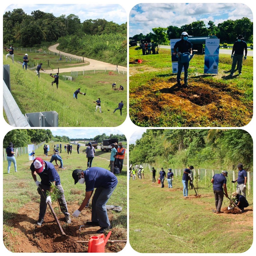Tree Planting Campaign Collage